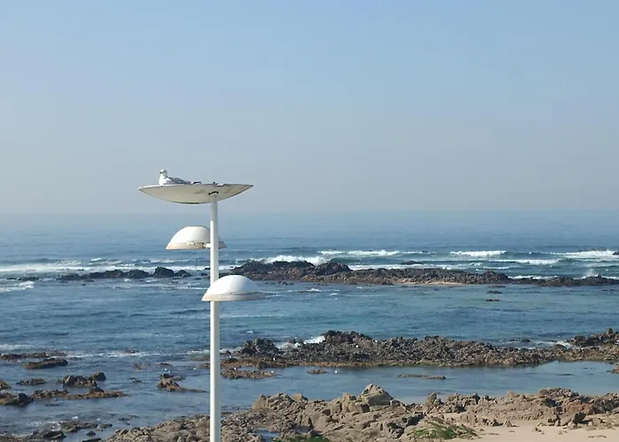 Cachinnans & Albergue Vila do Conde